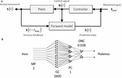 The Cerebro-Cerebellum as a Locus of Forward Model: A Review